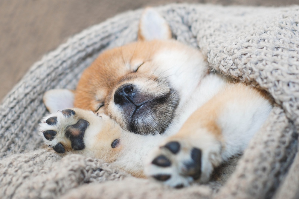 sleeping dog images
