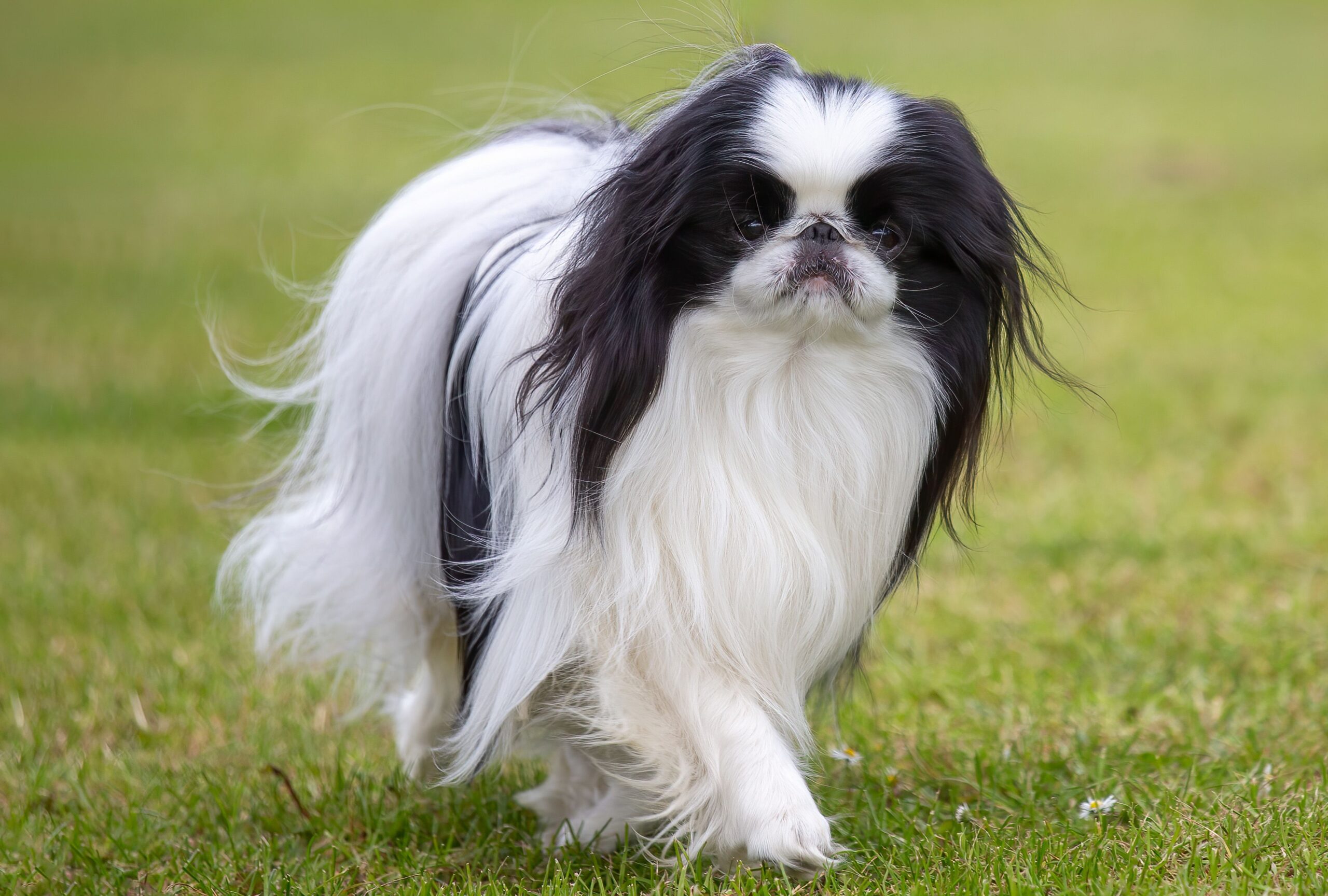 spruce pets japanese chin profile c0dd1a7639cc4d0985c10869c47cb177 scaled