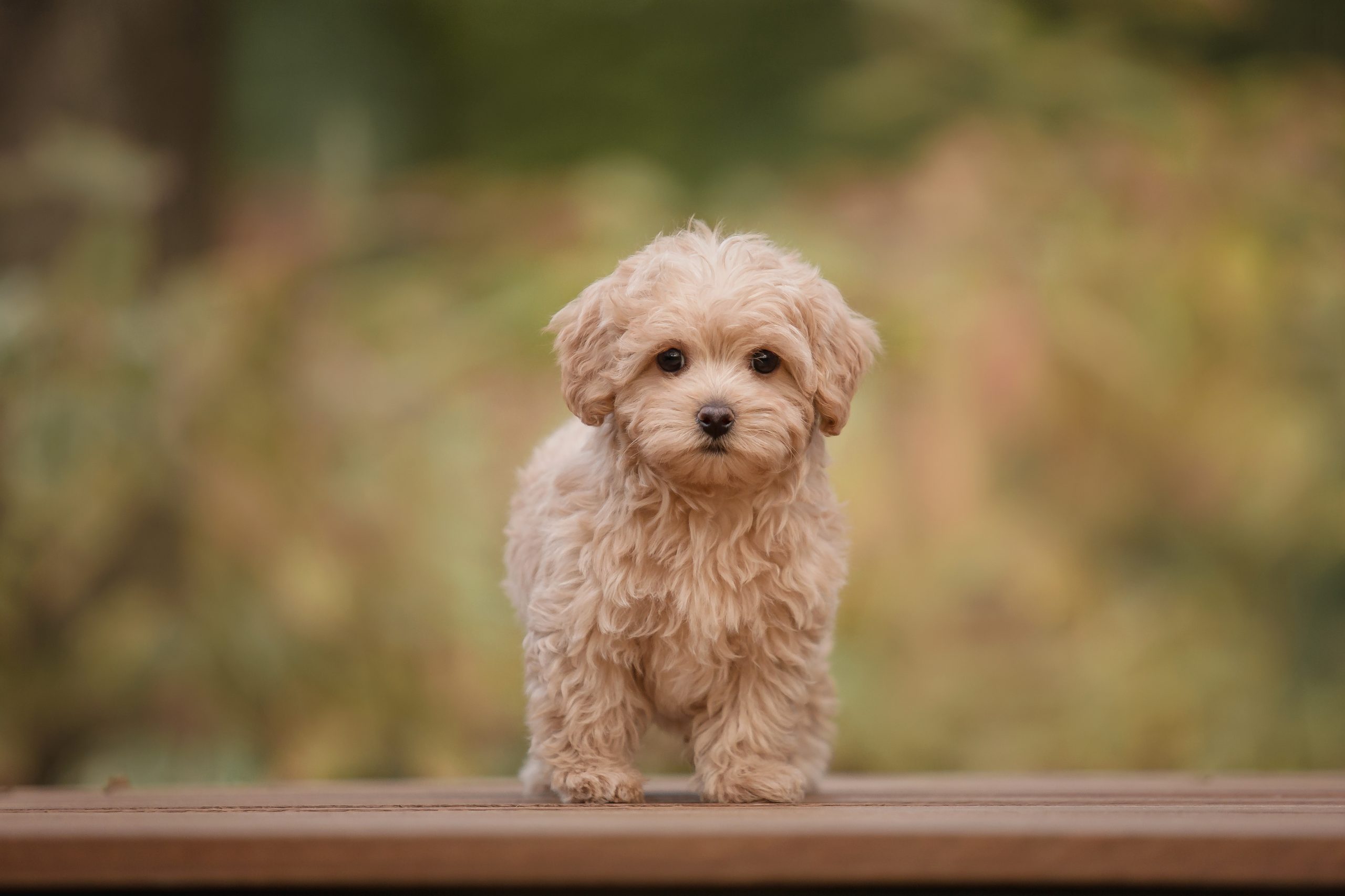teacup maltipoo dog OlgaOvcharenko Shutterstock scaled