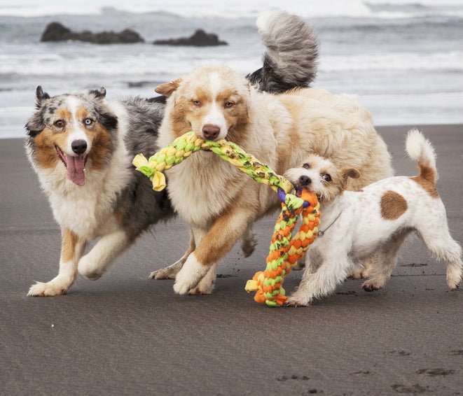 The Trouble with Dog-to-dog Play – McCann Professional Dog Trainers