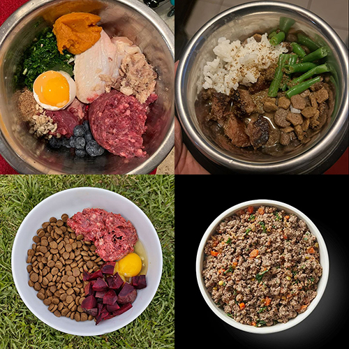 Bốn bát thức ăn cho thú cưng với các thành phần khác nhau như thịt, rau, cơm, và trứng.