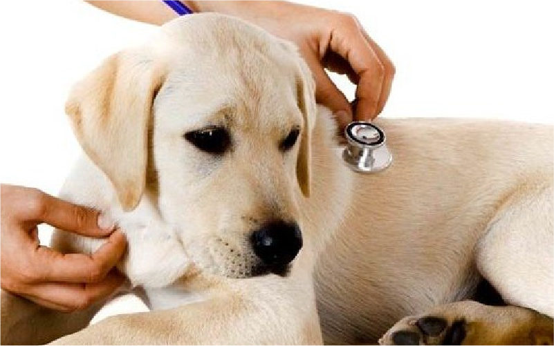 Chó lông vàng đang được bác sĩ thú y khám, ống nghe đặt trên phần lưng gần cổ.