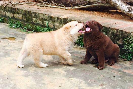 Chó H'mông cộc đuôi là giống chó gì tầm giá bao nhiêu tiền