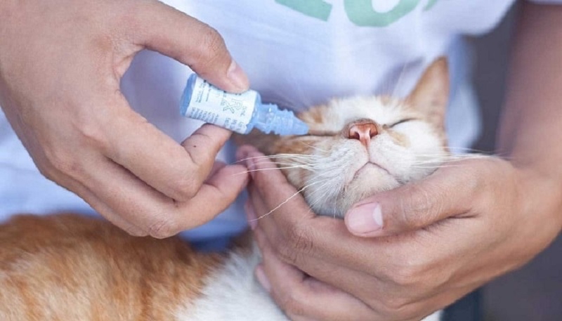 Gợi ý 5 loại thuốc nhỏ mắt cho mèo tốt nhất hiện nay