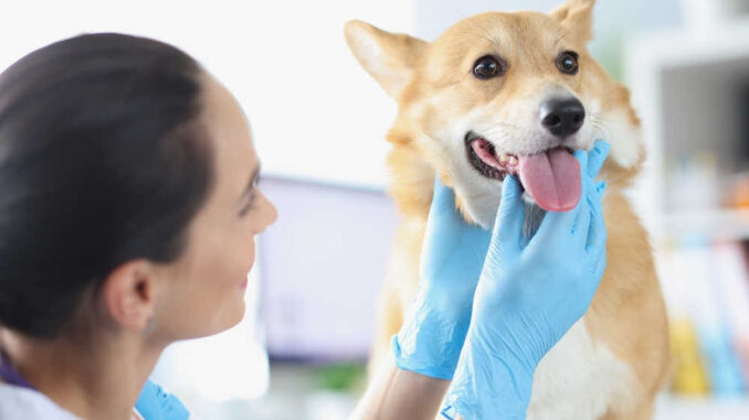 Người đeo găng tay xanh đang kiểm tra miệng một chú chó Corgi đang thè lưỡi.