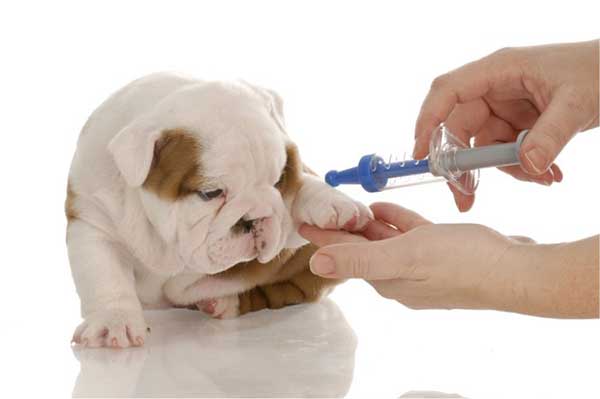 Chó con đang được chăm sóc y tế, có người cầm ống tiêm gần chân chó trên nền trắng.