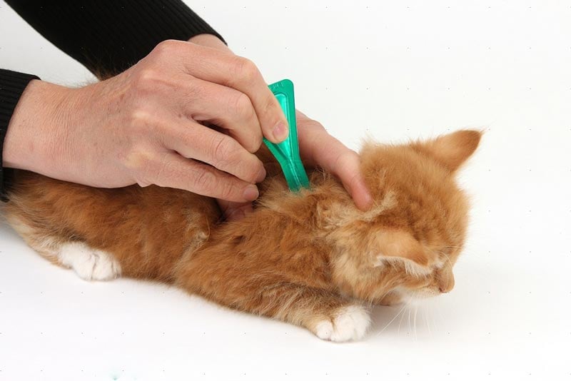 Cách phòng ngừa và trị bọ chét ở mèo hiệu quả – Nông Trại Thú Cưng