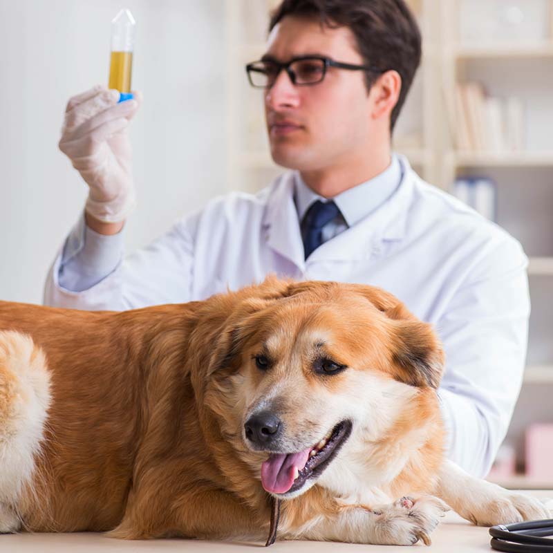 My Dog is Peeing Blood! 2 Vets Explain What to Do