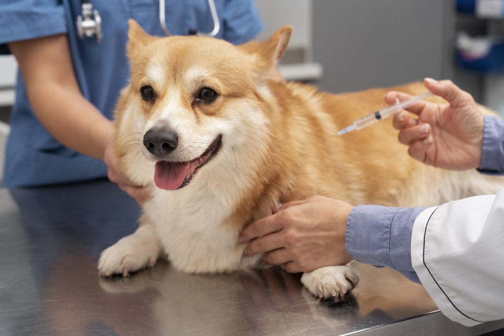 Tác dụng phụ của tiêm phòng chó mèo - Những điều cần biết - 2VET