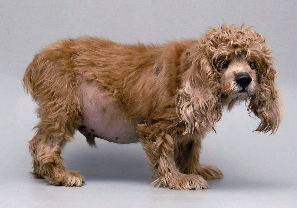 Hyperadrenocorticism in dogs or cushing's syndrome | Royal Canin Academy
