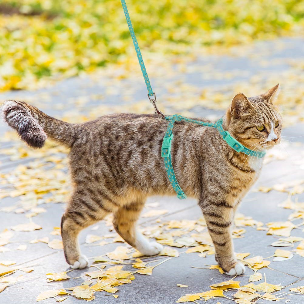 Cách chọn vòng cổ cho mèo phù hợp nhất