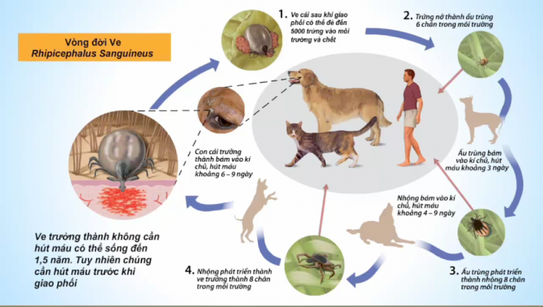 vong doi Rhipicephalus Sanguineus 768x435 1