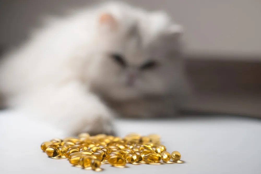 The Benefits of Fish Oil for Cats | Healthy Paws