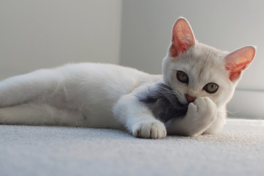 whiteBurmillacatlyingonthefloorplayingwithagraytoymouse min
