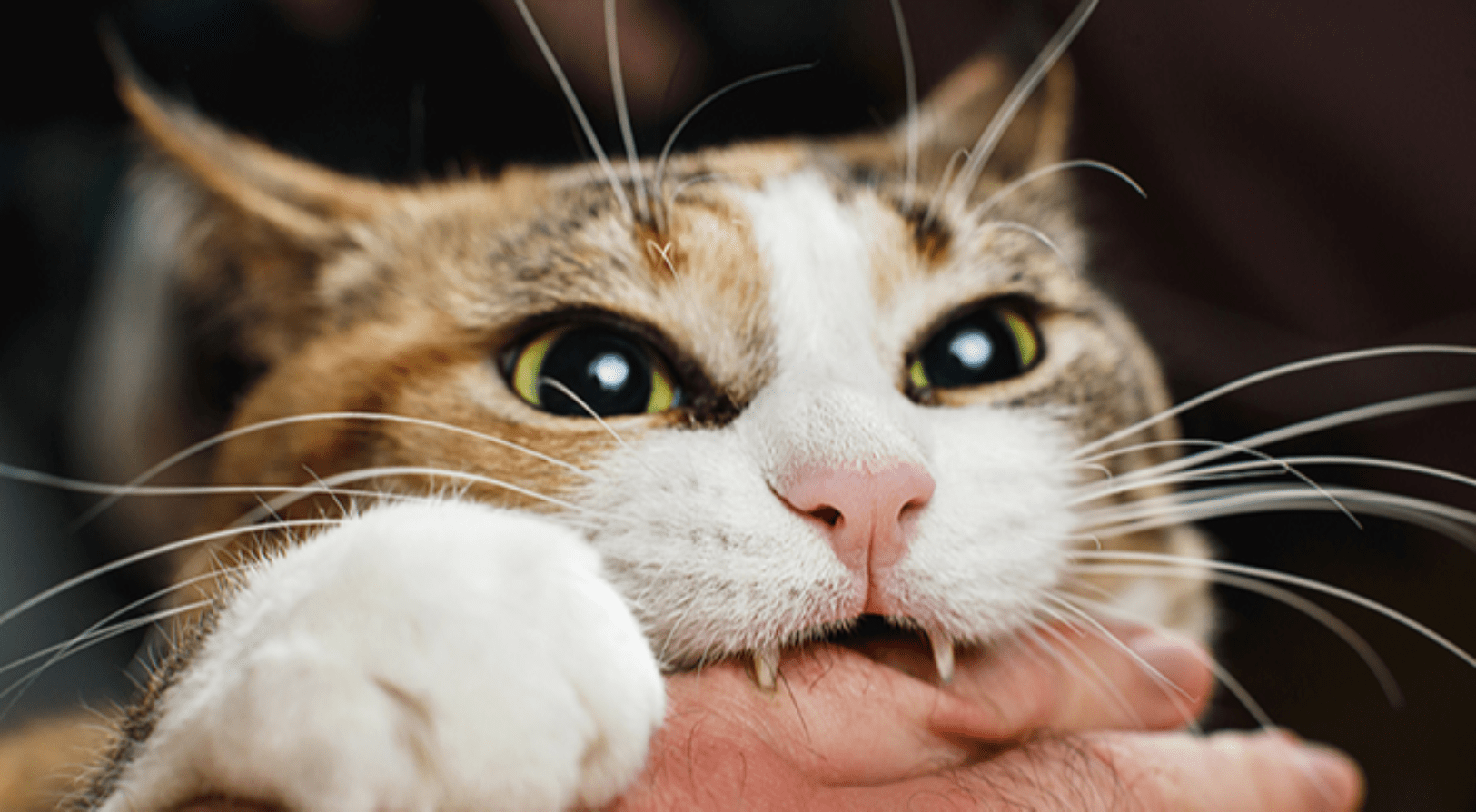 why do cats bite 1694525067355