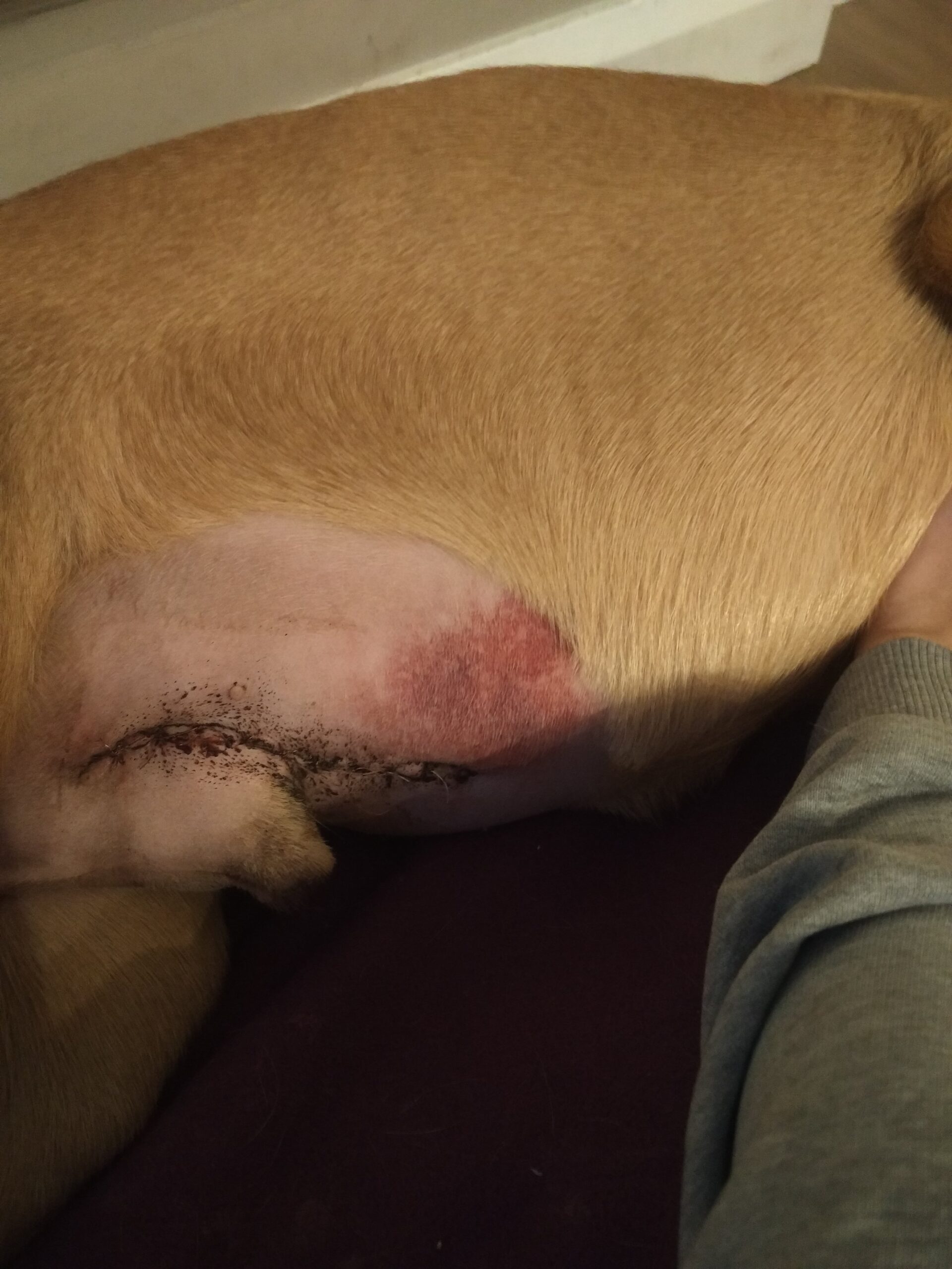 Bleeding from penis | The Labrador Forum