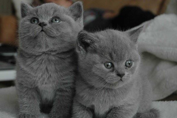 BẠN BIẾT GÌ VỀ MÈO ANH LÔNG NGẮN? – Pet Choy