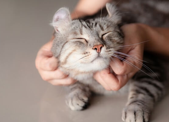 5 vị trí mèo thích được vuốt ve Cutepets - Pet shop & Grooming Spa Thú cưng  Hà Nội