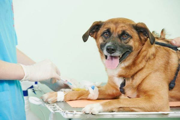 Vai trò của xét nghiệm máu thú y trong chẩn đoán lâm sàng - Vet Equipment