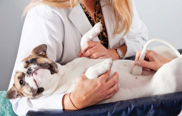 Tất tần tật về Siêu âm thú y - Vet Equipment