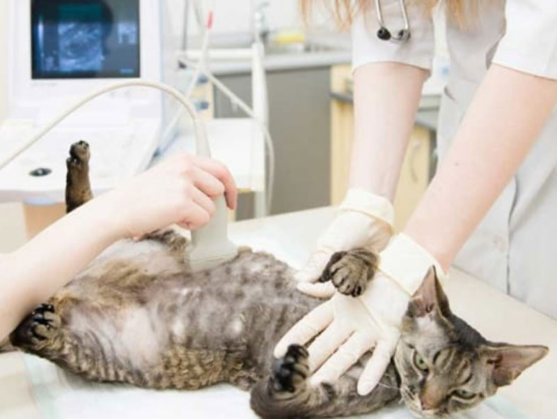 Máy siêu âm thú y E2V – chuyên siêu âm tim và sinh sản - Vet Equipment