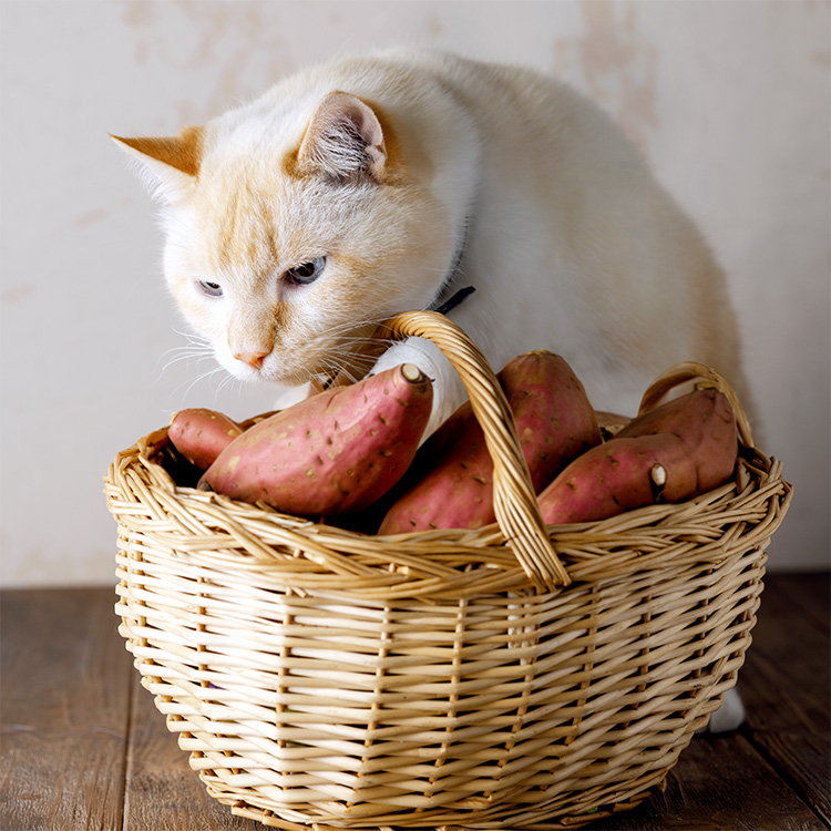 Can Cats Eat Sweet Potatoes? Human Foods for Cats · Kinship