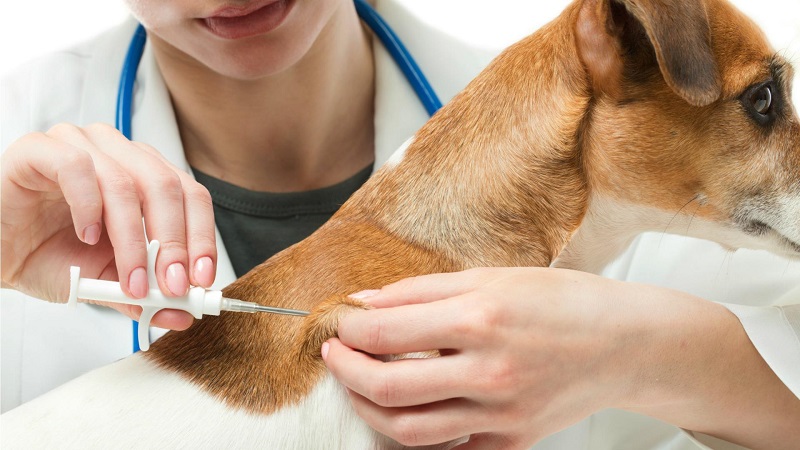 6 điều cần lưu ý khi tiêm phòng dại cho chó