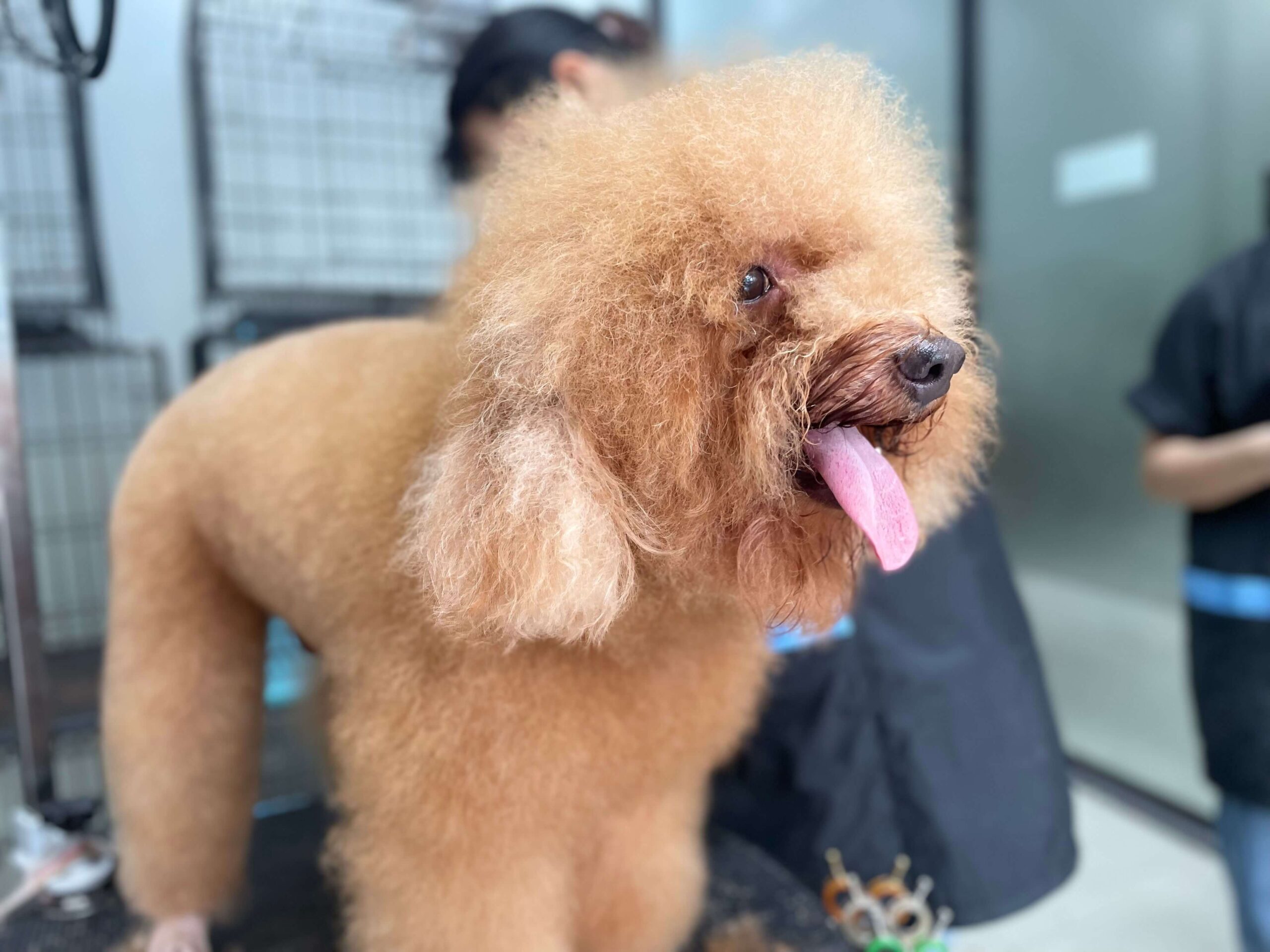 Đừng bỏ qua Top 7+ các kiểu lông chó poodle đẹp nhất 2024