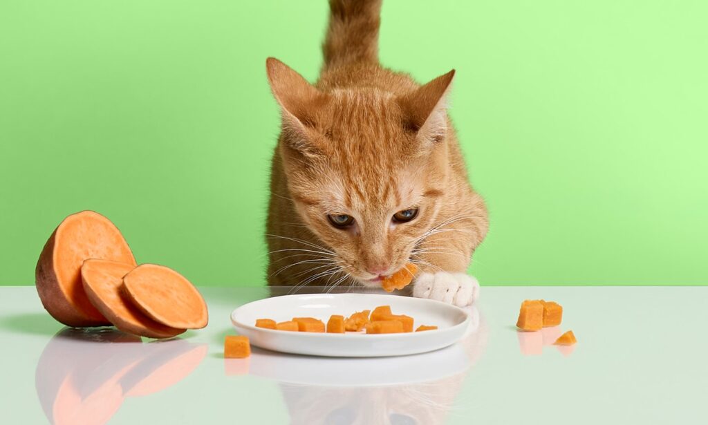 Can Cats Eat Sweet Potatoes? Yes! | Chewy