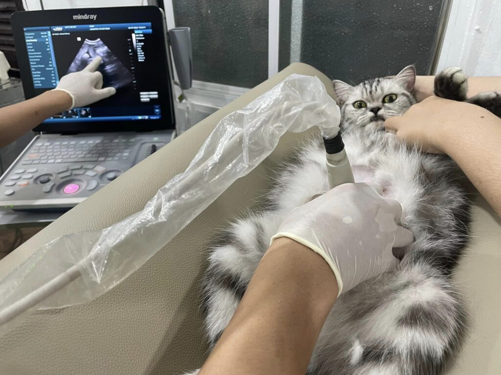 Siêu âm, xét nghiệm và chụp X-quang cho chó và mèo tại MBVet Huế: Dịch vụ  chăm sóc thú cưng chuyên nghiệp và hiện đại - MB Vet Huế