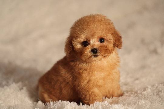 Poodle Puppy Images – Browse 172,436 Stock Photos, Vectors, and Video |  Adobe Stock