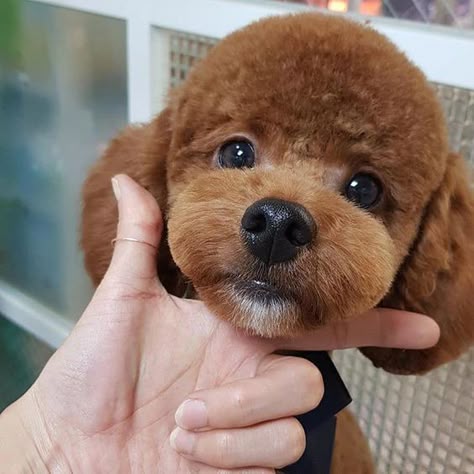 Discover 52 Poodle Teddy Bear Clip and poodle ideas | poodle grooming,  poodle puppy, poodle cuts and more