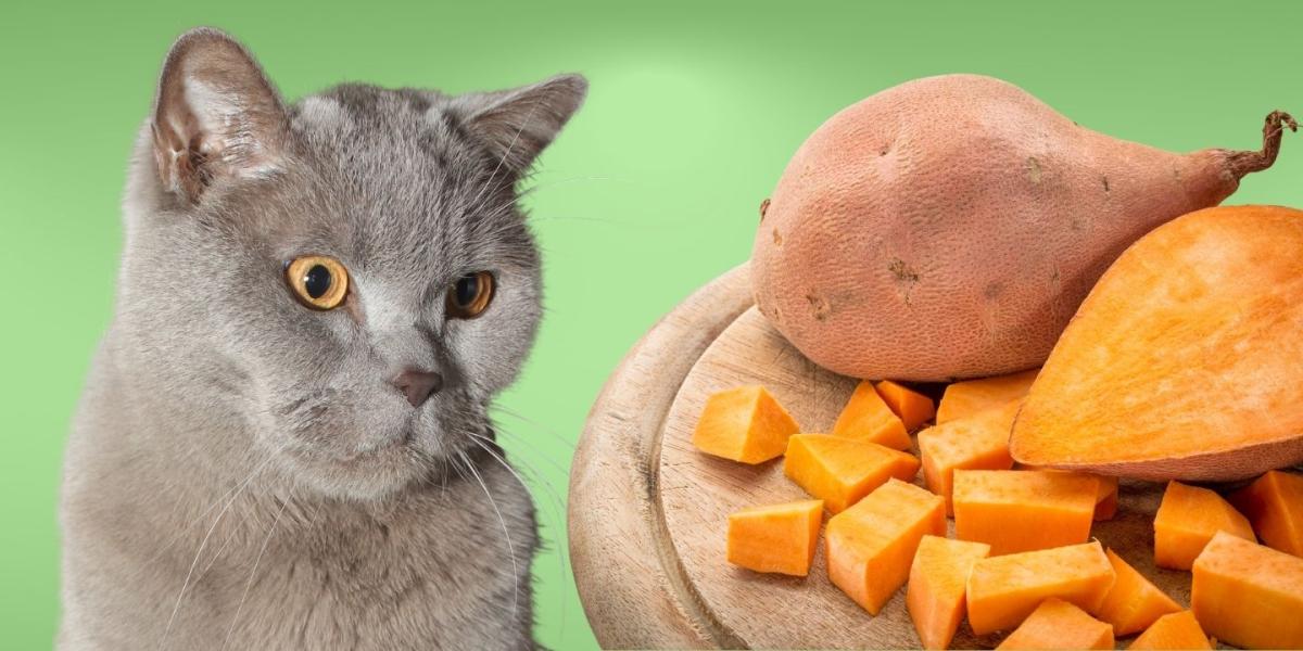 Feline Cat Ate Raw Potato Sweet Potato For Cats Sales