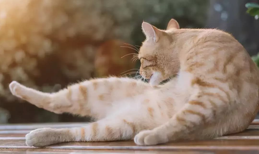 6 ĐIỀU VỀ HÀNH VI LIẾM LÔNG CỦA MÈO