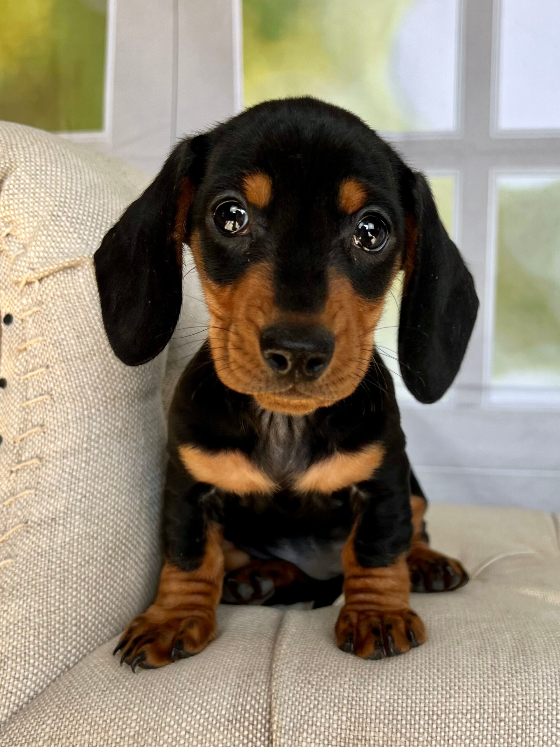 Trixie Miniature Dachshund Puppy 💗 SOLD – Precious Pups USA