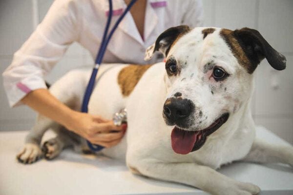 CHÓ BỊ CHƯỚNG BỤNG: NGUYÊN NHÂN - BIỂU HIỆN - CÁCH XỬ LÝ – Pet Choy