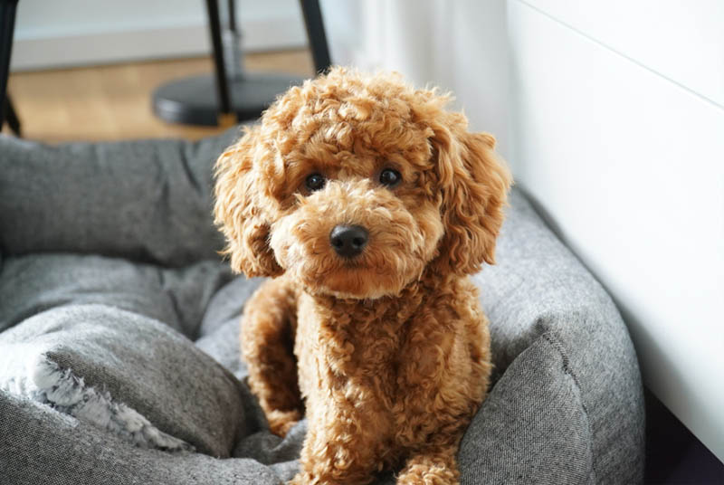 Giải đáp chó Poodle có rụng lông không? Hướng dẫn cách chăm sóc lông