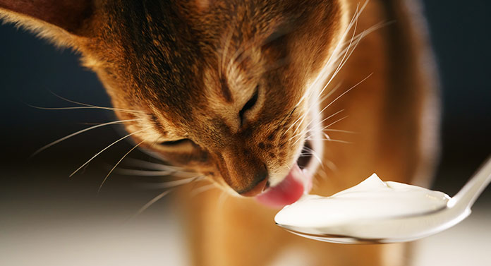 Can kittens eat yogurt sales