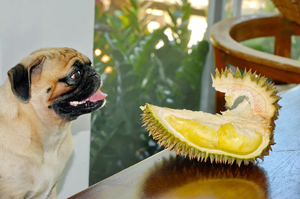 Can dogs eat durian featured image