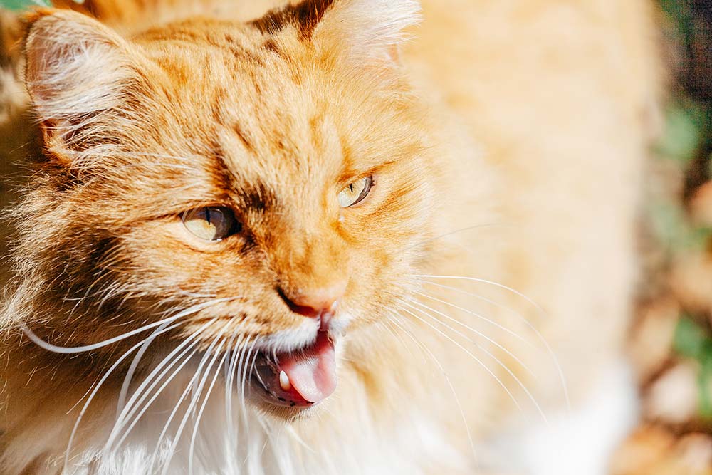 Cat with dsypnea panting breathing heavily resized