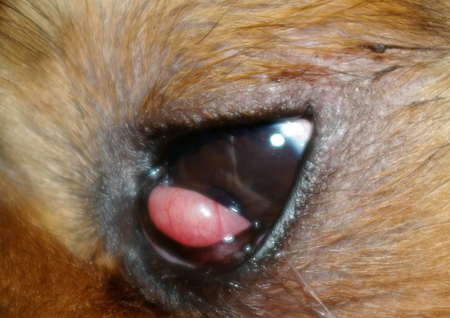 Cherry eye e1574166295723