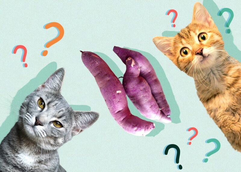 Excited Cats can cats eat sweet potato