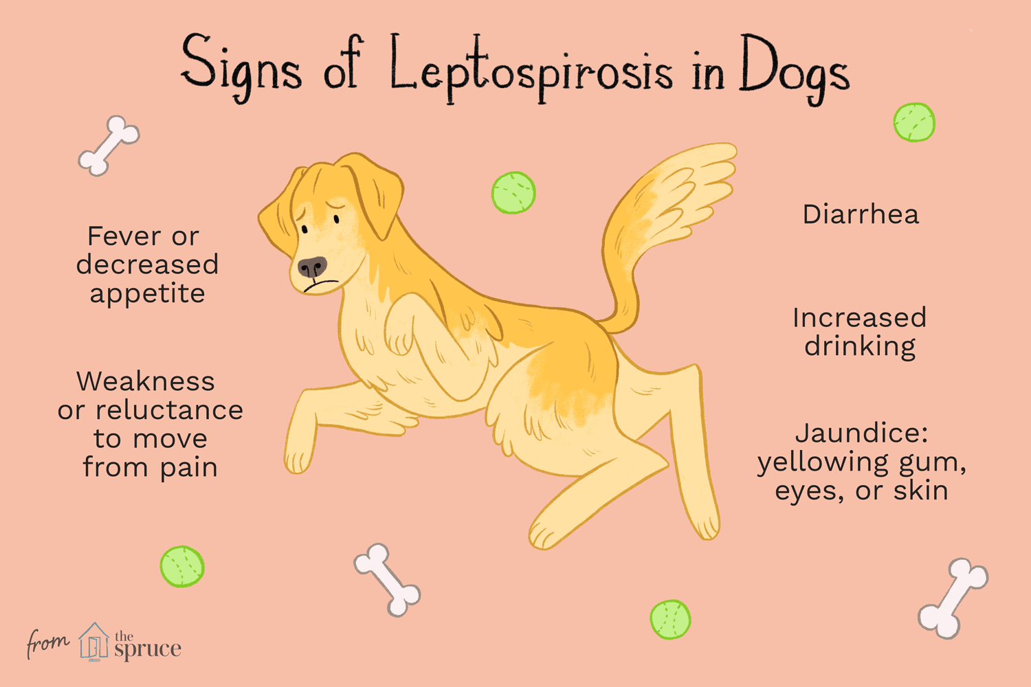 Leptospirosis In Dogs 3384712 v3 e81fc94f173d4d52bdb280aae1ba028c
