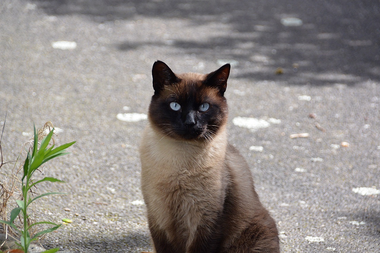 Kinh nghiệm nuôi mèo Xiêm (Siamese Cat) toàn diện từ A-Z