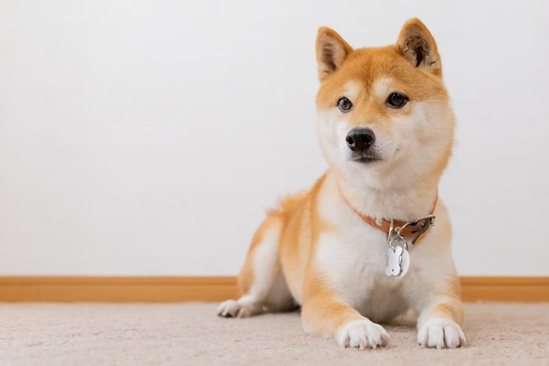 Shiba Inu Personality, Training, and Care | ASPCA Pet Health Insurance