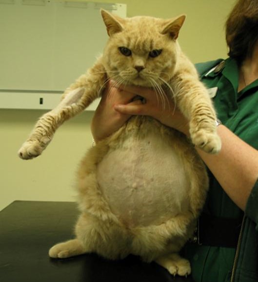 Feline infectious peritonitis - A new option for treatment - Rochford Vets