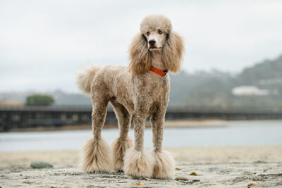 Poodle Dog Breed Information