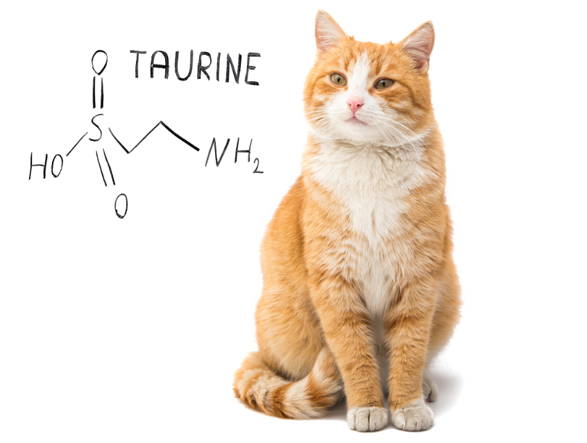 Taurine Deficiency in Cats – Petssionate