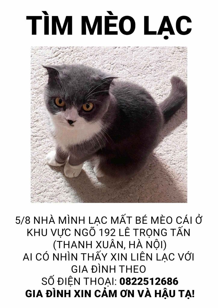 Tìm mèo lạc - Shopvatnuoi.vn
