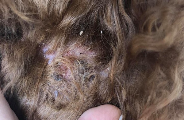 Bắt bệnh chó Poodle: Viêm da, Ghẻ, Rụng lông & cách chữa (P2)